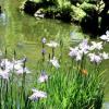 Gold Fish Pond - San Francisco