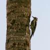 Woodpecker 