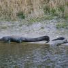 Florida Alligators 