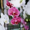 Pink Orchids 