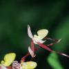 Feathery Orchid 