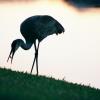 Sand Hill Crane Eating 