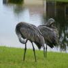 Sand Hill Cranes 