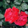 Raindrops on Red Roses 