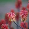 Aloe Flowers 3