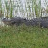 Alligator On Golf Course