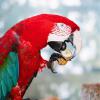 Macaw Eating