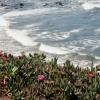 Shoreline - California 
