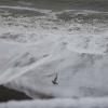 Bird in Ocean Storm 