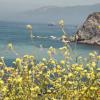 Golden Flowers - California 