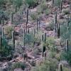 Cacti - Arizona 
