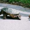 Snapping Turtle 